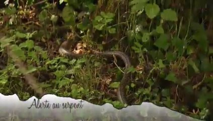Les rencontres de Marina épisode 26 - Alerte au serpent