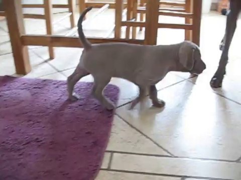 Chiot braque de weimar d'1 mois, Invictus