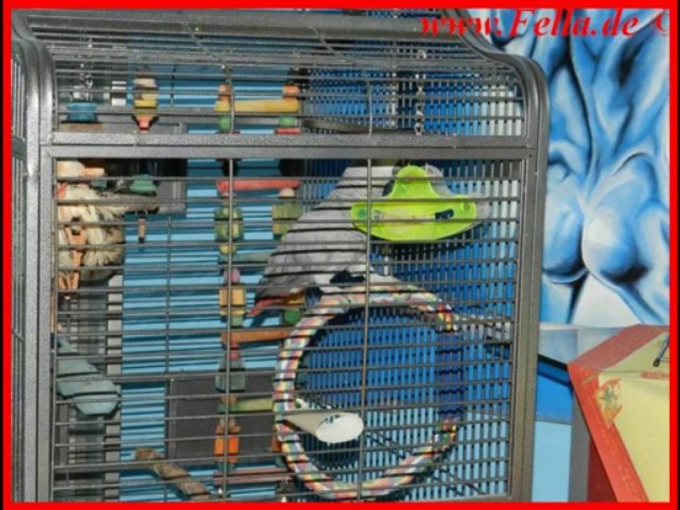 Thermomix TM 31 Mr Thermomen Matthias kocht Kartoffelgemuese