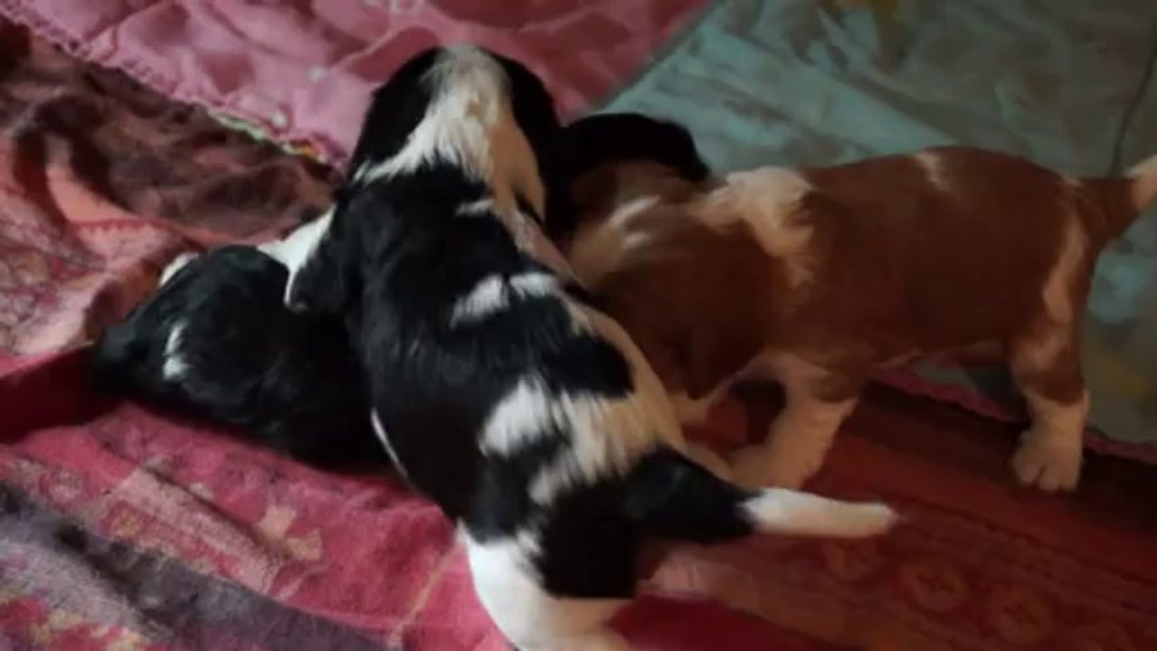 les chiots à 3 semaines