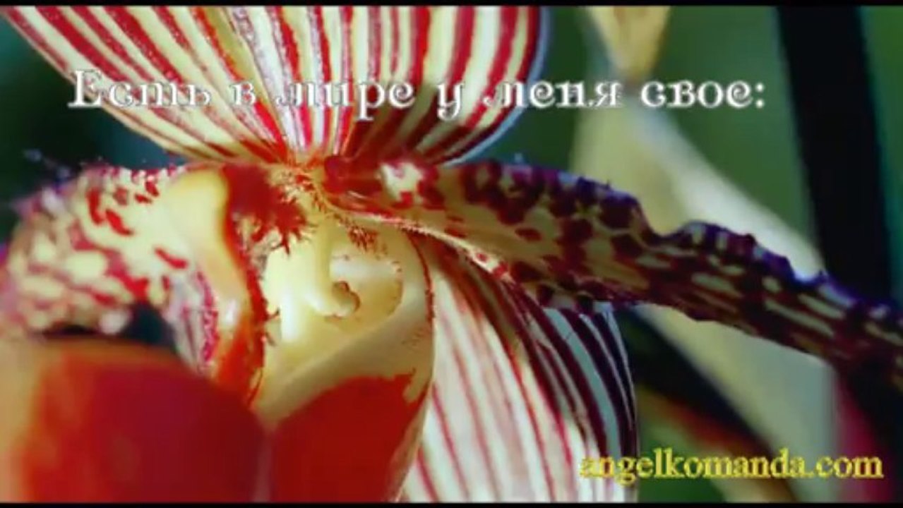 Без тебя