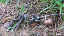 Couleuvre vipérine et Orvet