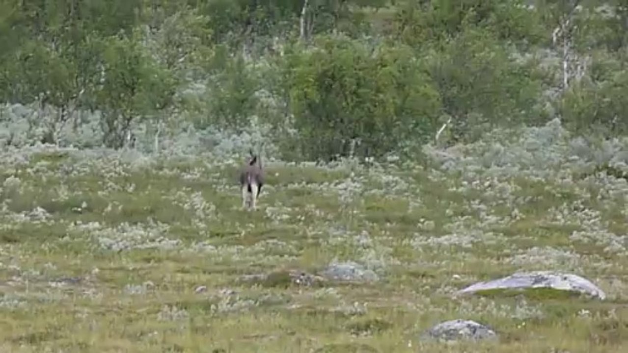 La Laponie suédoise - rencontre avec un élan