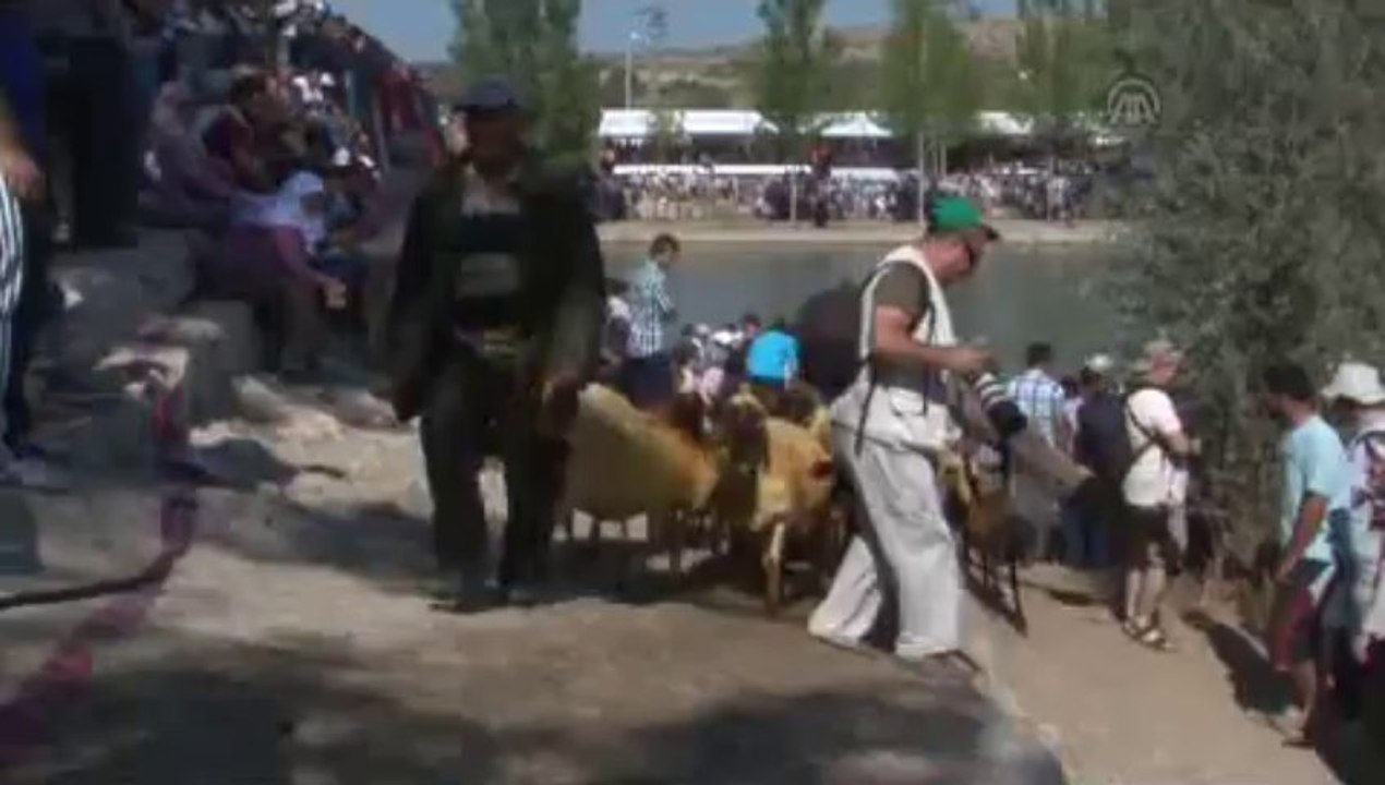 Koyunlar sudan geçti