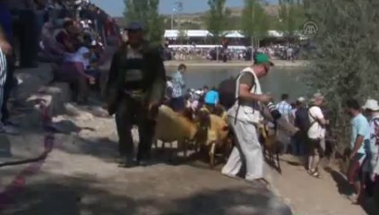Koyunlar sudan geçti