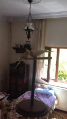 Sultan Papağanı Garip Davranış