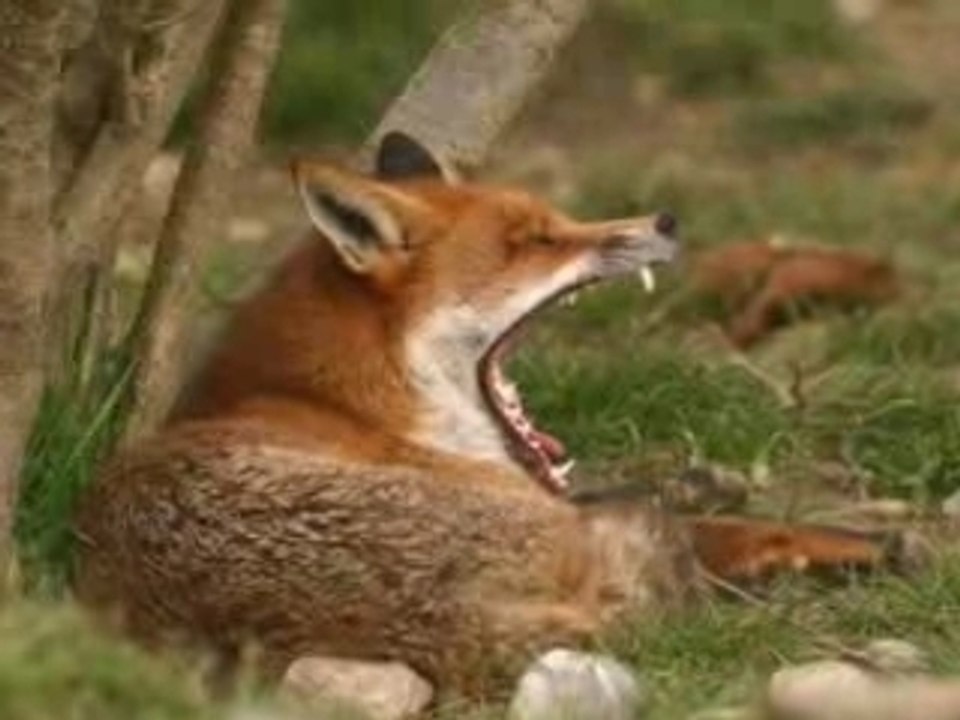 renard