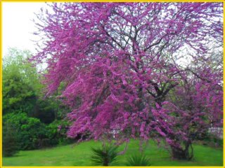 SENİ ARADIM -GÜFTE NEJAT GENÇER BESTE M.GÜNEY