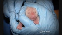 Second panda cub stillborn, first cub in 