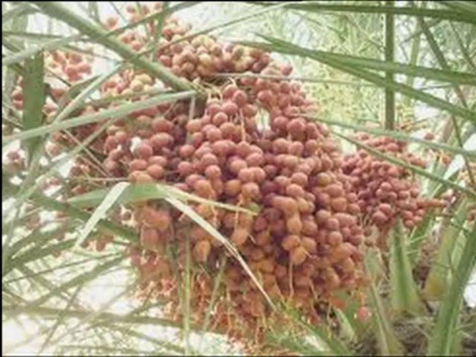 DATES and their medical benifits Report