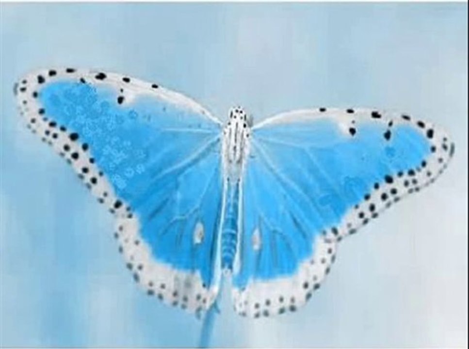 papillon papillon trucage humour