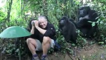 Wild Mountain Gorillas