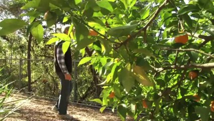 Deadly snakes nesting in Australian suburbs
