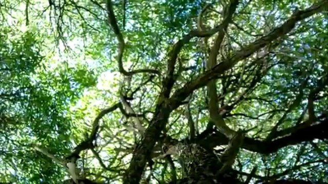 Nokia Lumia 1020 Zoom Power Demonstration - YouTube