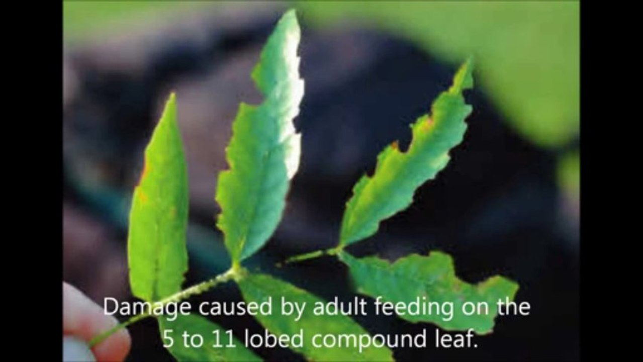 EAB A Killer – Prevention & Cure, Save & Immunize Ash Trees!