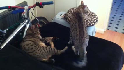 Freyja and Kyra have a fight