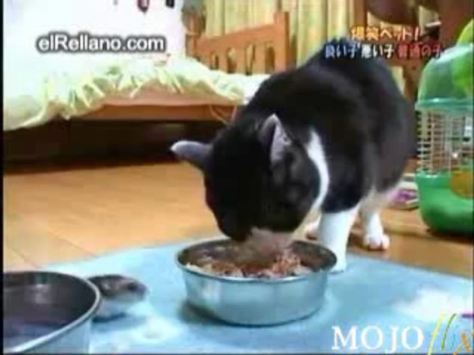 Le chat copain avec un hamster / cat vs hamster