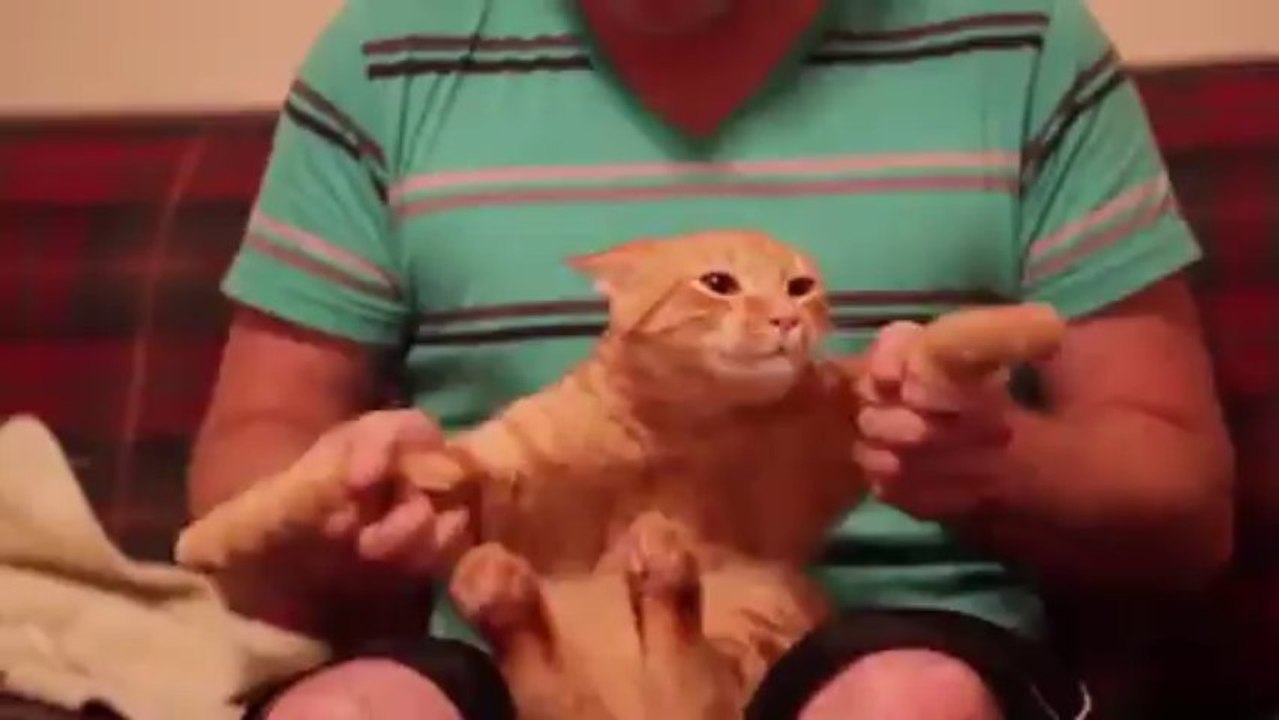 Dubstep Cat... Amazing dancing cat.. on Dubstep sounds! Crazy!