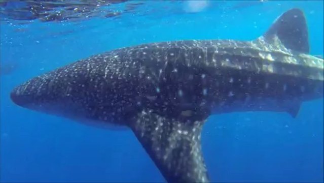 Plongée avec un Requin-Baleine Presqu'île Tahiti (Dive with Whale-Shark at Tahiti)