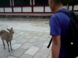 Une biche polie qui salue les passants