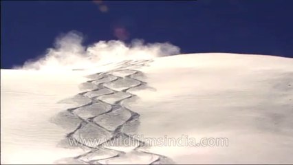 Heli-skiing-Beta SP-7-9