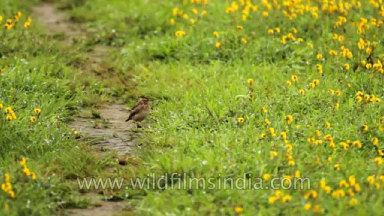 Kaas-Flowers-1