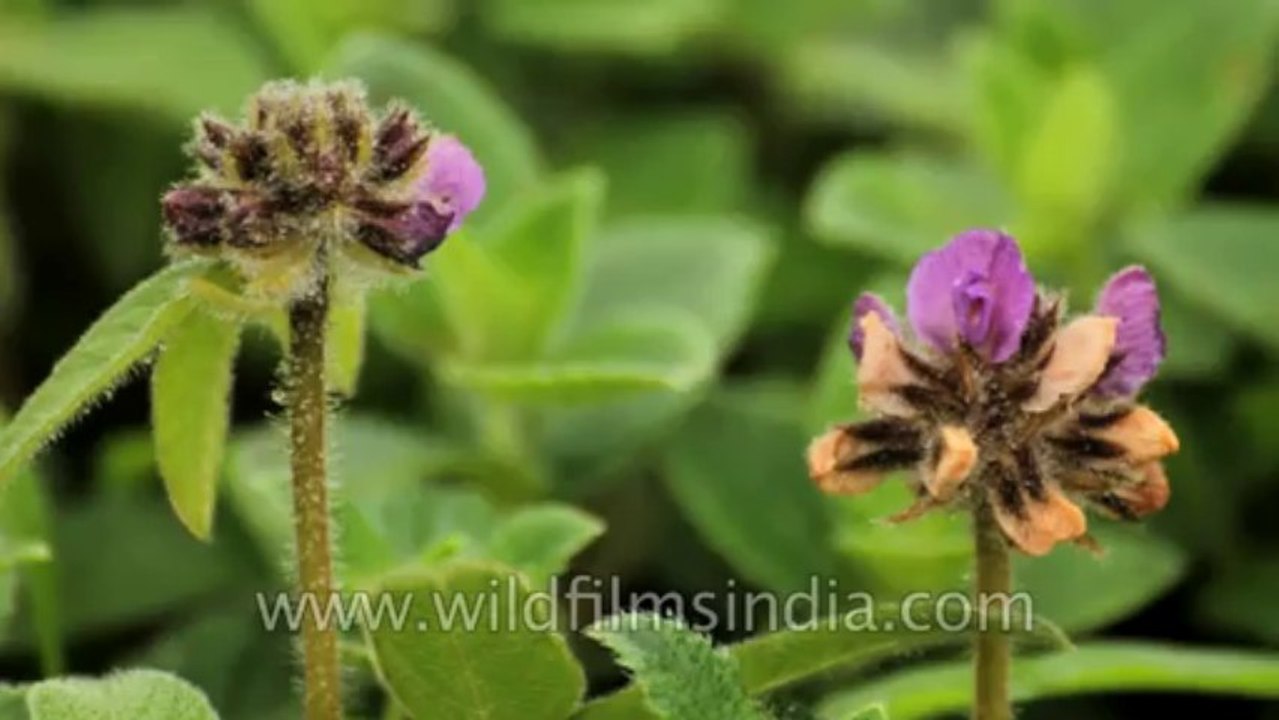 Kaas-Flowers-5