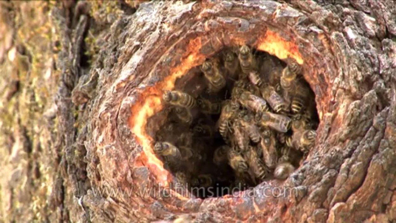Landour nest cavity
