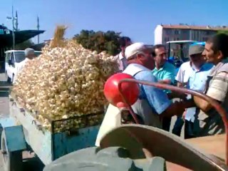 Kastamonu Taşköprü de sarımsak pazarında kıyasıya pazarlıklar...