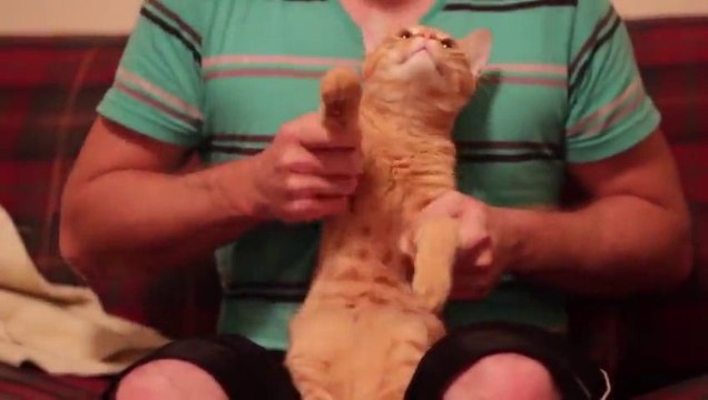 Dubstep Cat - le minou qui danse sur du Dubstep!