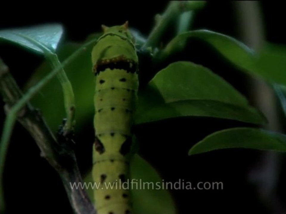 Sariska-mvd-8
