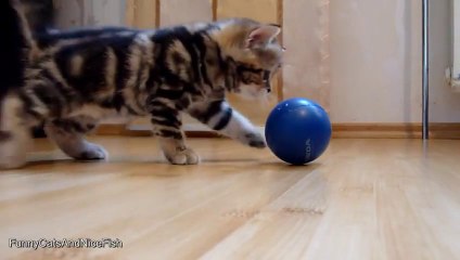 Paris, le chaton trop mignon!