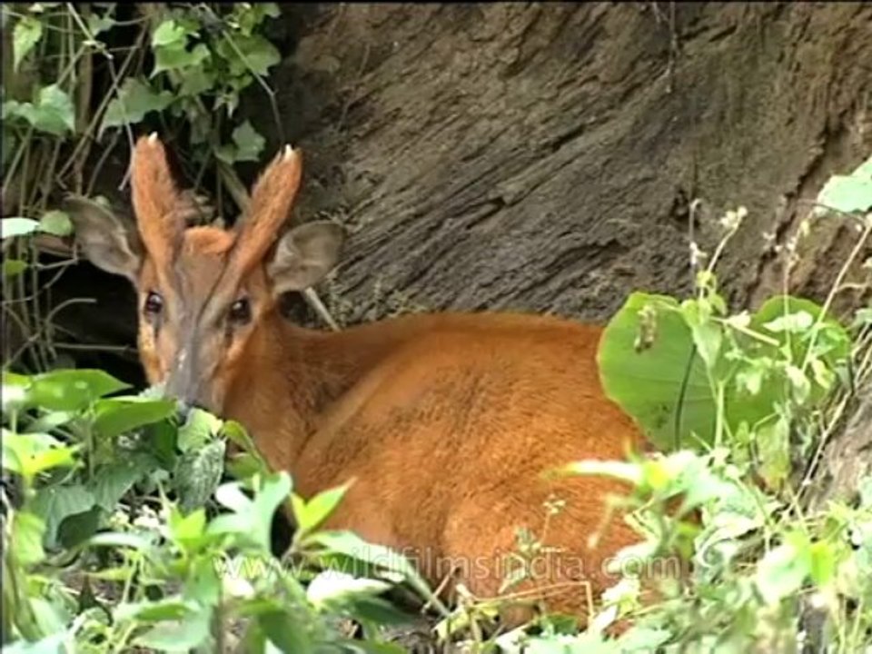 Wildlife-barkingdeer-1-2-DVD-116