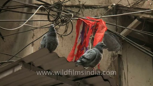 Chandni Chowk-Old delhi-Pigeon-11