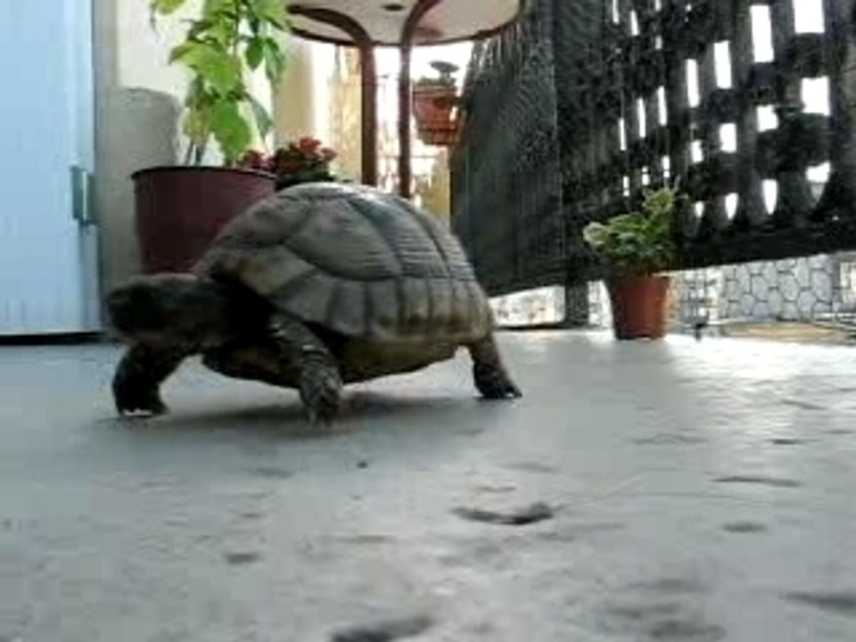 lulu la tortue