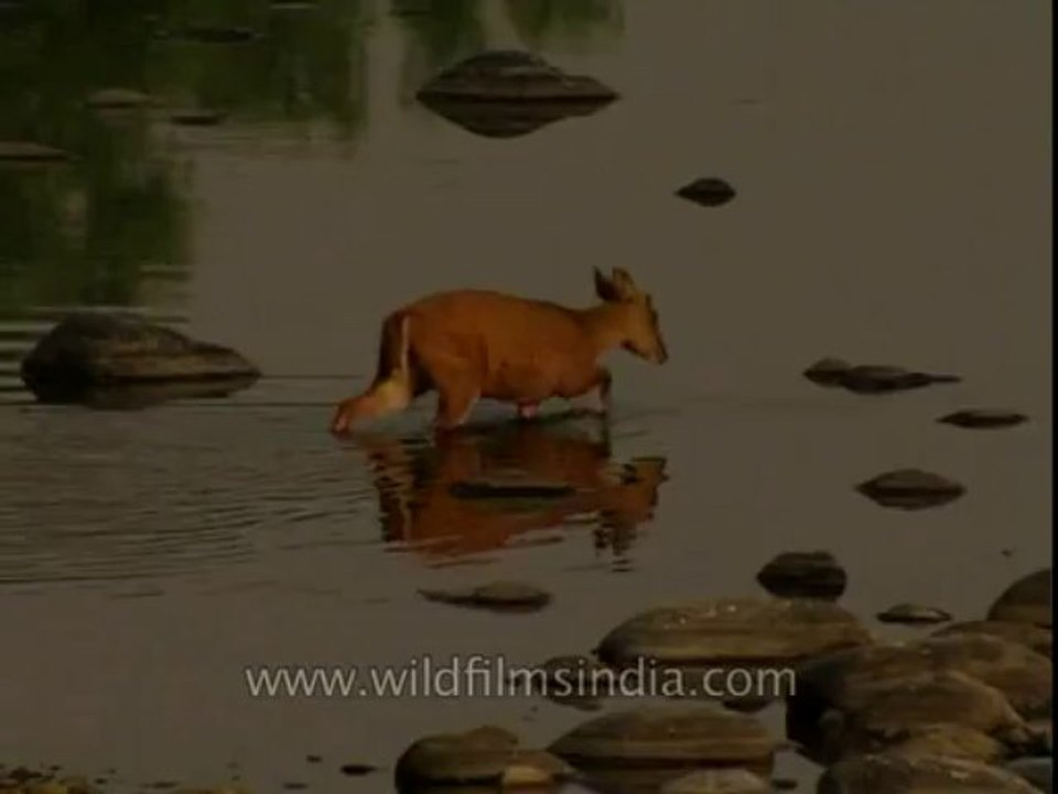 Deer-corbett-DB-147-14
