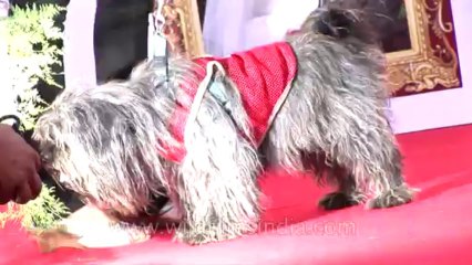 Dog marriage-delhi-8