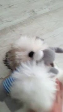 Dumb and ugly dog playing...