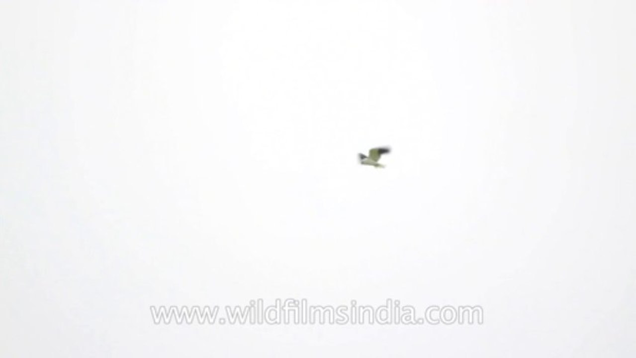 Ghoti Budrukh-bird-flying-3