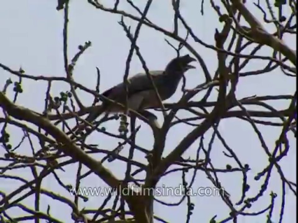 Hornbill-corbett-DB-147-10