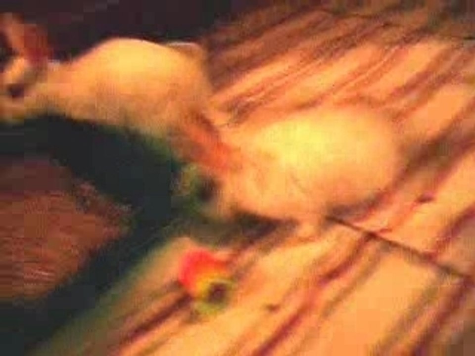 Pflegenins im Gehege Teil 2