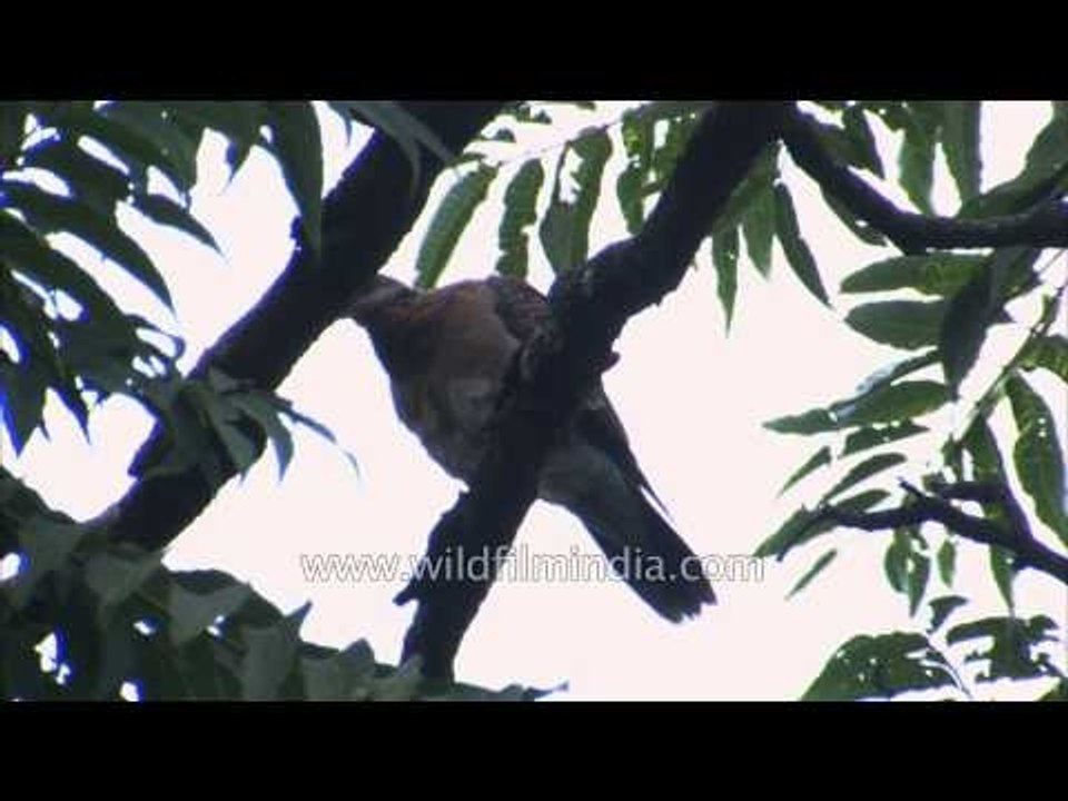 Landour P2 10