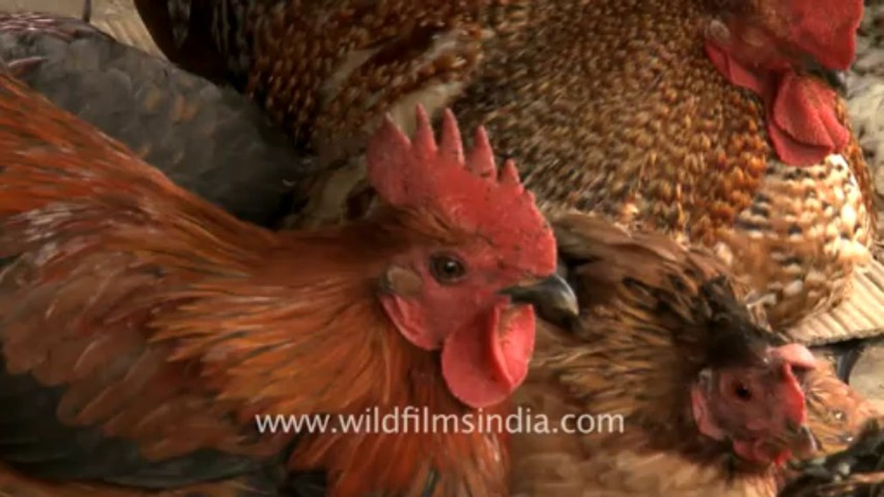 Manipur-senapati-chicken