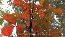 Mussoorie-Himalayan education-hdv-tape-11-leaves-1