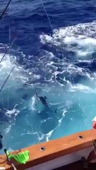 Un énorme poisson de 100 kg saute dans le bateau.