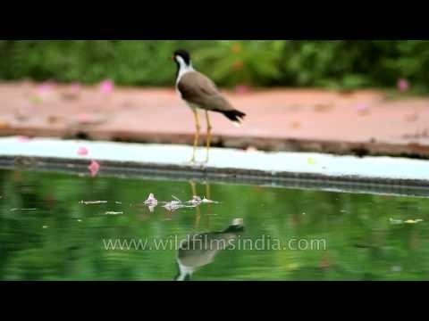 Red-wattled Lapwing on the pool side