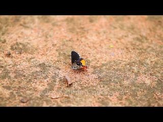 Red Pierrot butterfly