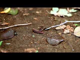 Centipedes mating: sex at a lower level!