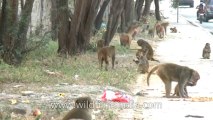 Monkeys-Delhi-22