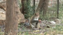 Monkeys-Delhi-25